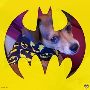 Meet your Posher, James